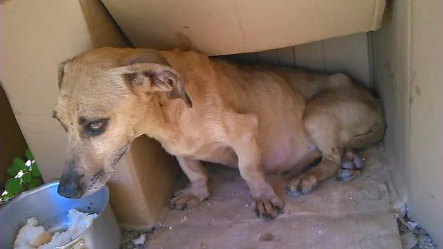Cachorro raça mestiço  idade 3 anos nome sem nome 