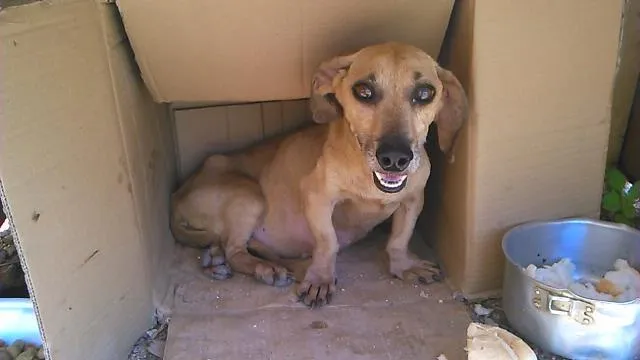 Cachorro raça mestiço  idade 3 anos nome sem nome 