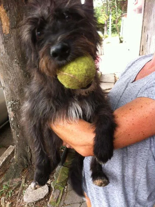 Cachorro ra a mix de poodle idade 1 ano nome Fred