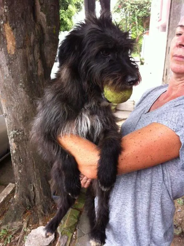 Cachorro ra a mix de poodle idade 1 ano nome Fred