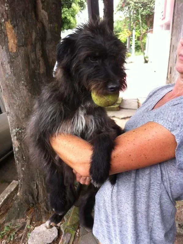 Cachorro ra a mix de poodle idade 1 ano nome Fred