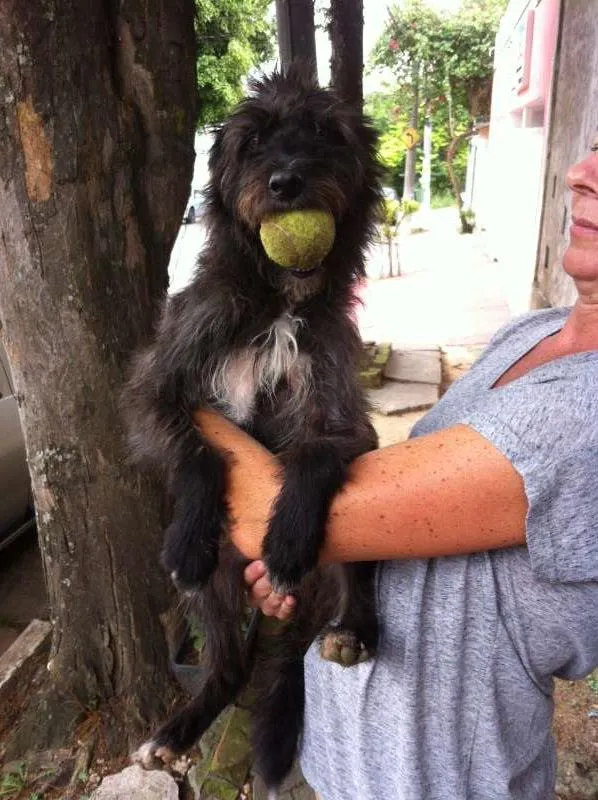 Cachorro ra a mix de poodle idade 1 ano nome Fred