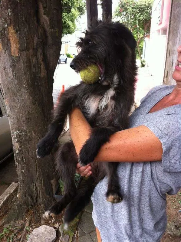 Cachorro ra a mix de poodle idade 1 ano nome Fred