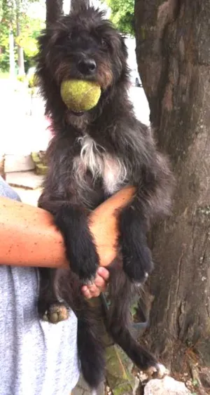 Cachorro raça mix de poodle idade 1 ano nome Fred
