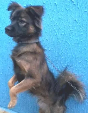 Cachorro raça destinta idade 3 anos nome Bilú