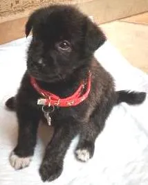 Cachorro ra a RSD idade Abaixo de 2 meses nome sem nome