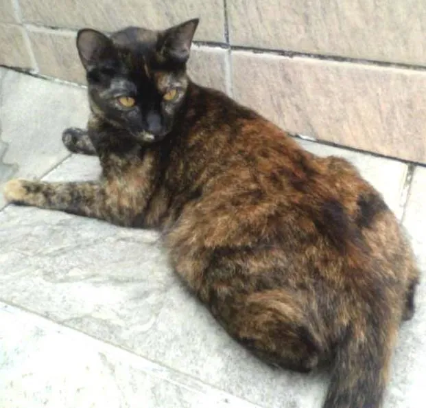 Gato ra a SRD idade 1 ano nome Vitty
