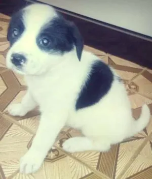 Cachorro raça  idade Abaixo de 2 meses nome Jade