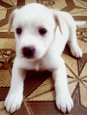 Cachorro raça  idade Abaixo de 2 meses nome Lya