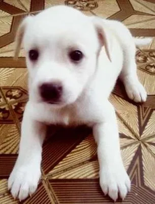 Cachorro ra a  idade Abaixo de 2 meses nome Lya