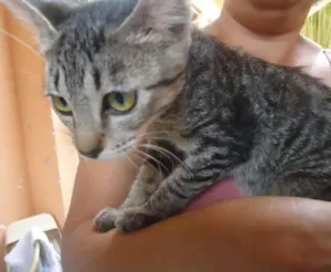 Gato raça Setter idade 2 a 6 meses nome sem nome