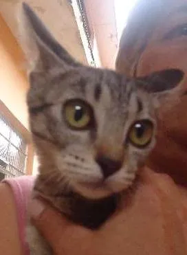 Gato ra a Setter idade 2 a 6 meses nome sem nome