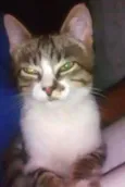 gatito