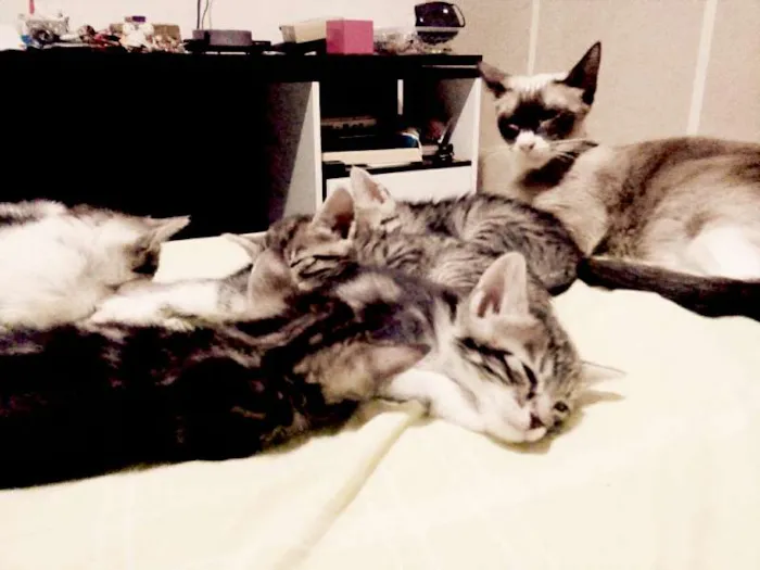 Gato raça srd idade Abaixo de 2 meses nome sem nome 