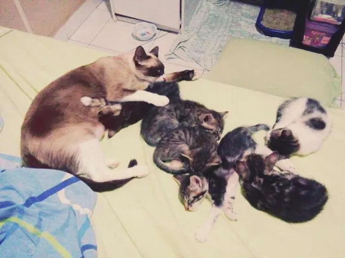 Gato raça srd idade Abaixo de 2 meses nome sem nome 