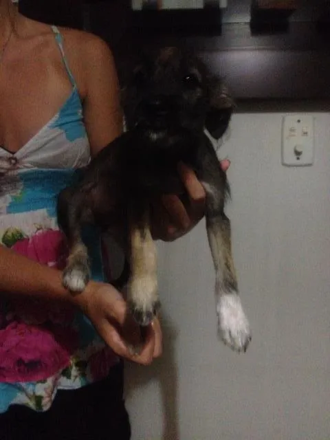 Cachorro ra a Shnauzer+SRD idade 2 a 6 meses nome Lindinhos