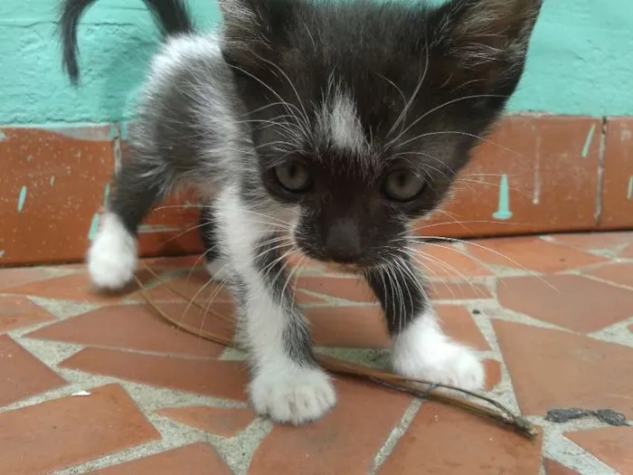 Gato ra a SRD idade Abaixo de 2 meses nome sem nome