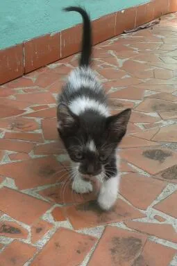 Gato ra a SRD idade Abaixo de 2 meses nome sem nome