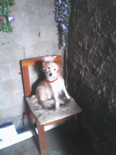 Cachorro ra a não sei qual a raça. idade 5 anos nome Branquinha e Mel