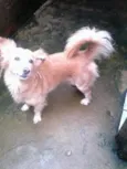 Branquinha e Mel