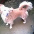 Branquinha e Mel