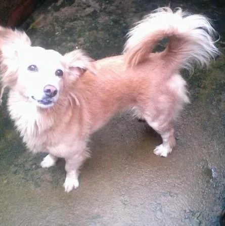 Cachorro ra a não sei qual a raça. idade 5 anos nome Branquinha e Mel