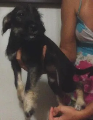 Cachorro raça Shnauzer+SRD idade 2 a 6 meses nome Lindinhos