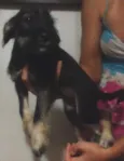 Lindinhos