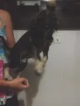 Lindinhos