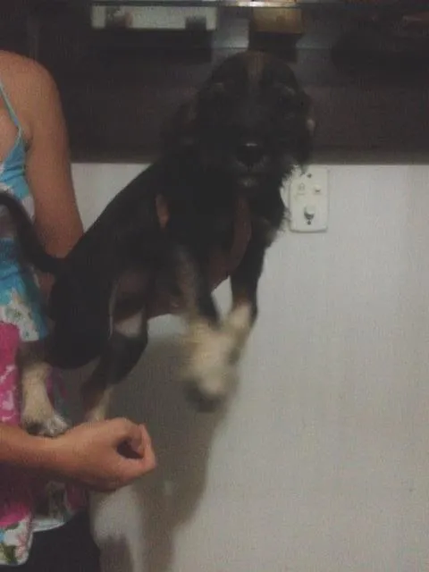 Cachorro ra a Shnauzer+SRD idade 2 a 6 meses nome Lindinhos