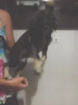 Lindinhos