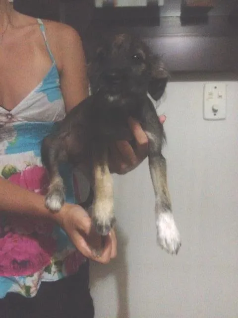 Cachorro ra a Shnauzer+SRD idade 2 a 6 meses nome Lindinhos