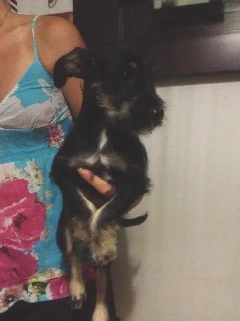 Cachorro ra a Shnauzer+SRD idade 2 a 6 meses nome Lindinhos