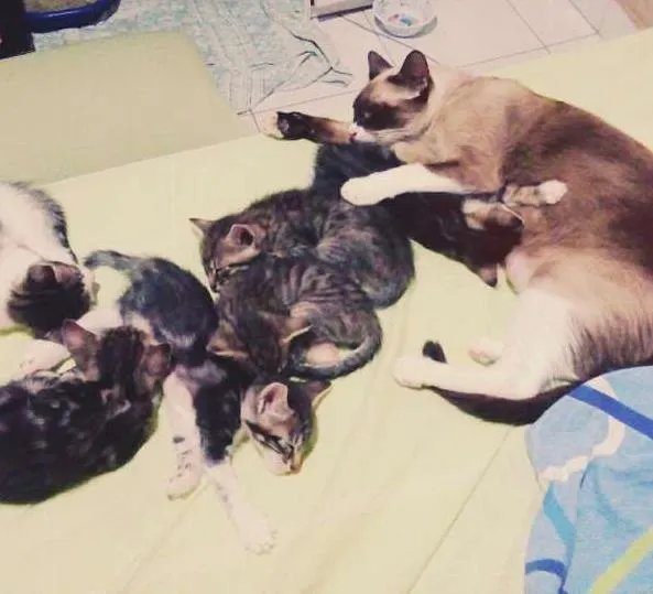 Gato raça srd idade Abaixo de 2 meses nome sem nome 