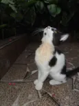 Petibanquinha