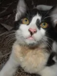 Petibanquinha