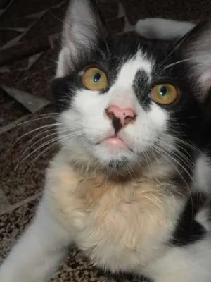 Gato raça srd idade 2 a 6 meses nome Petibanquinha