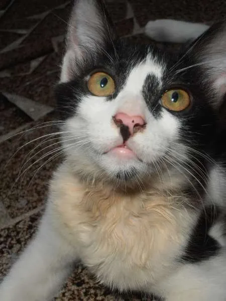 Gato ra a srd idade 2 a 6 meses nome Petibanquinha