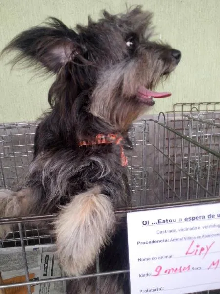 Cachorro ra a Poodle  idade 7 a 11 meses nome Lippy