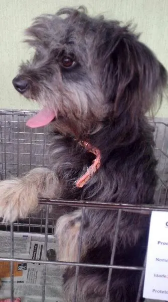 Cachorro ra a Poodle  idade 7 a 11 meses nome Lippy