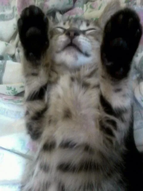 Gato ra a Srd idade Abaixo de 2 meses nome Tigrinho feliz