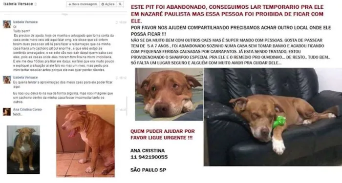 Cachorro ra a pit idade 5 anos nome THOR!