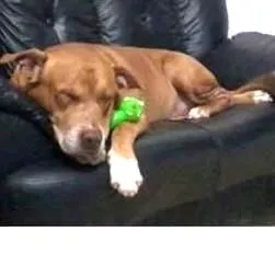 Cachorro raça pit idade 5 anos nome THOR!