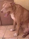 Cachorro ra a pit idade 5 anos nome THOR!