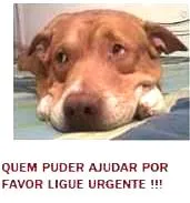 Cachorro ra a pit idade 5 anos nome THOR!