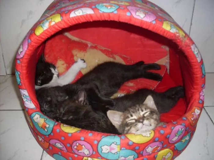 Gato ra a SRD idade Abaixo de 2 meses nome ROMEU PÉROLA RUBI