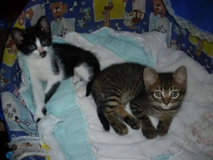 Gato ra a SRD idade Abaixo de 2 meses nome ROMEU PÉROLA RUBI