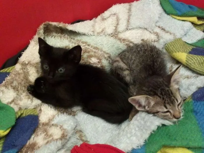Gato ra a SRD idade Abaixo de 2 meses nome ROMEU PÉROLA RUBI