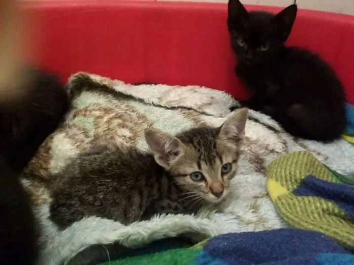 Gato ra a SRD idade Abaixo de 2 meses nome ROMEU PÉROLA RUBI