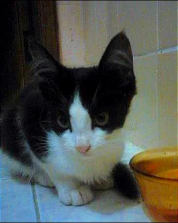 Gato ra a Srd idade 2 a 6 meses nome Frajola